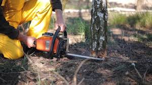 Best Tree Health Inspection  in Monument Hills, CA