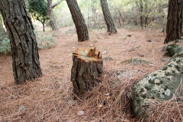 How Our Tree Care Process Works  in  Monument Hills, CA